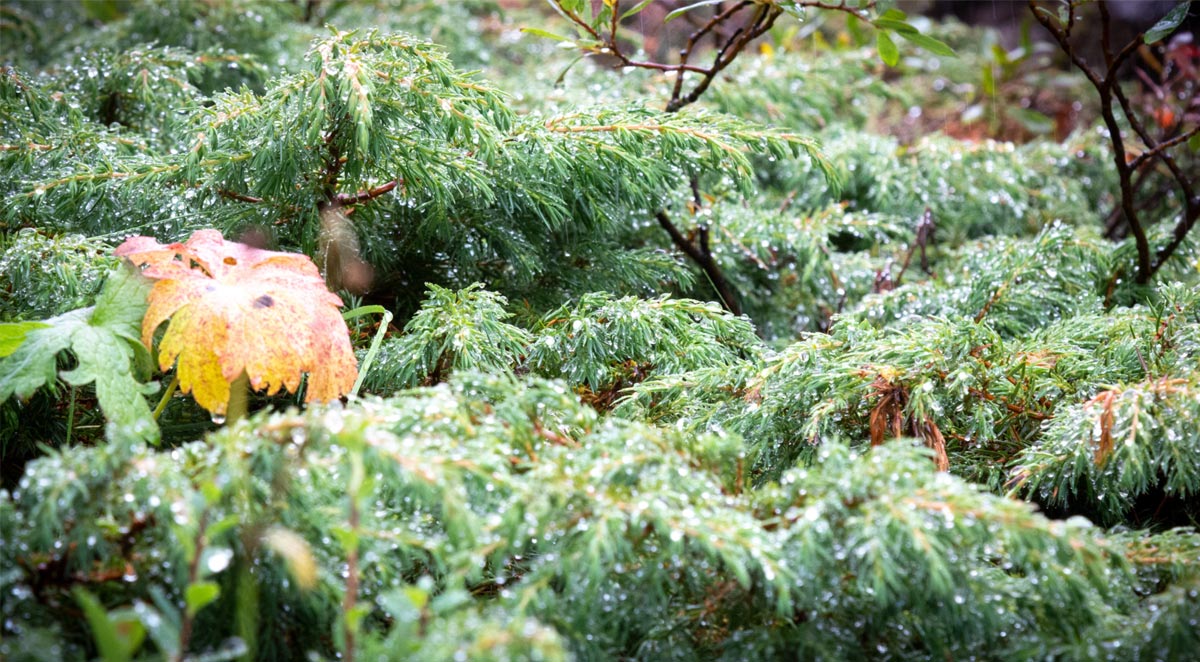 clearing land