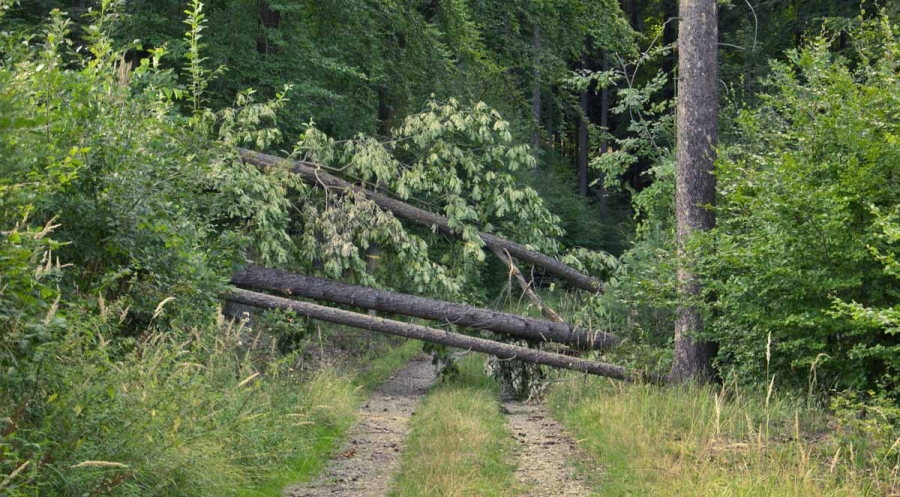 Tips for Dealing With Tropical Storms and Clean Up