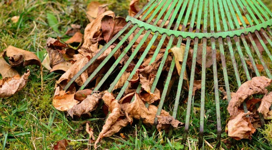 Should You Rake Leaves or Leave Them?