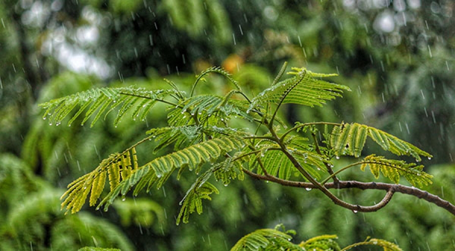 What To Do About Drainage Issues in Your Yard