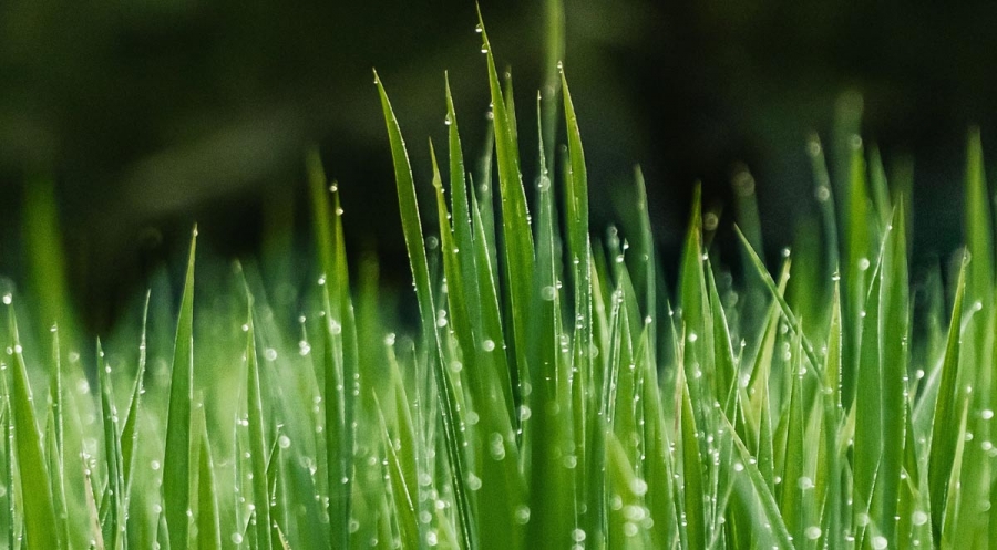 How To Keep Your Lawn Green During Summer