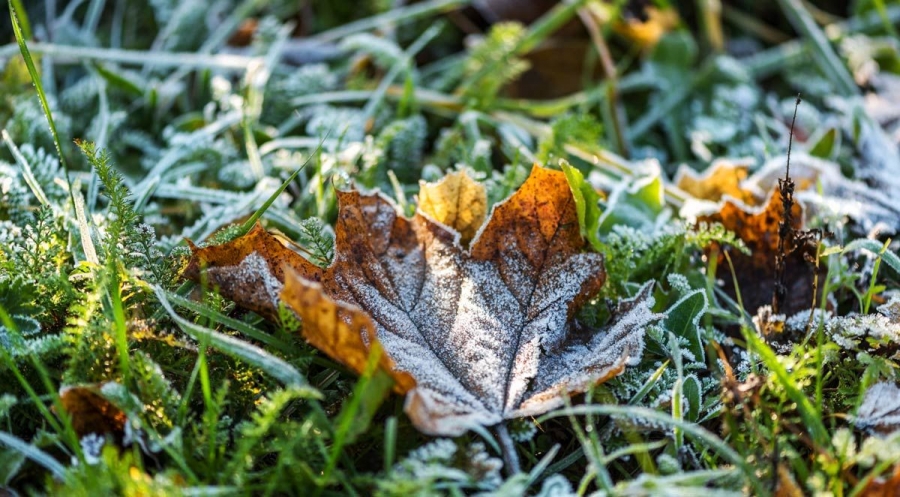 Tips for Winter Lawn Care